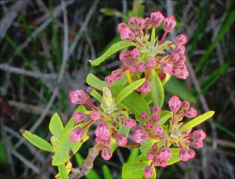 Sheep Laurel in bud on Barnum Bog at the Paul Smiths VIC